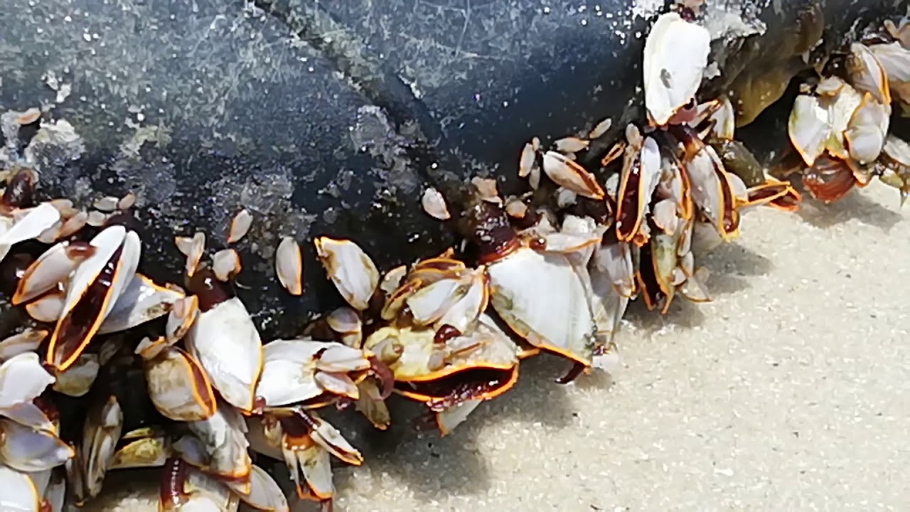 Shoe washed up on the beach with live shell fish living on it - YouTube