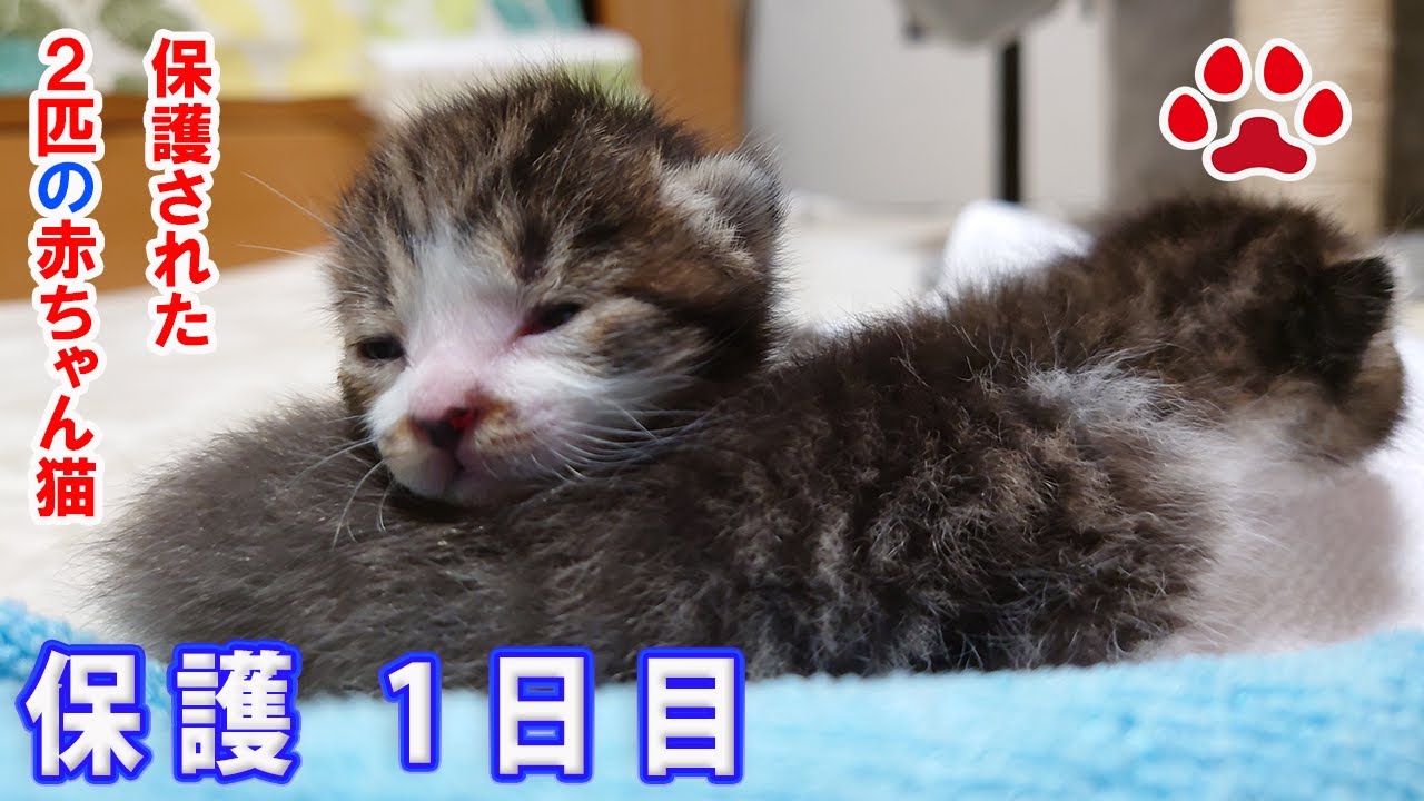 Protection Day 3 The Kitten Repeatedly Threatened The Veterinary Clinic With Everything It Had Youtube