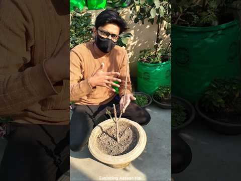 Paudhe Ki Growth Nhi Horaha Hai How To Increase Plant Growth Gardeningaasaanhai 