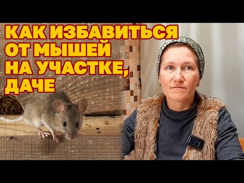 Видео: Какие растения отпугивают крыс?