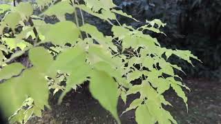 Phellodendron amurense   korkovník amurský