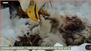 DECORAH NORTH EAGLES ~ MOM FEEDS NEW EAGLETS, DN17 & DN18, IN THE SNOW! 🐣🌨🐣 (9/10 days old) 4/3/24