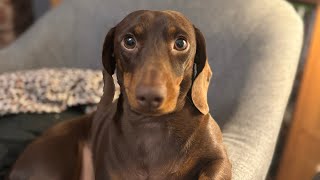 Dachshund obsessed with random items in the house