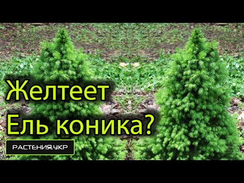 Бейне: Коника - канадалық шырша