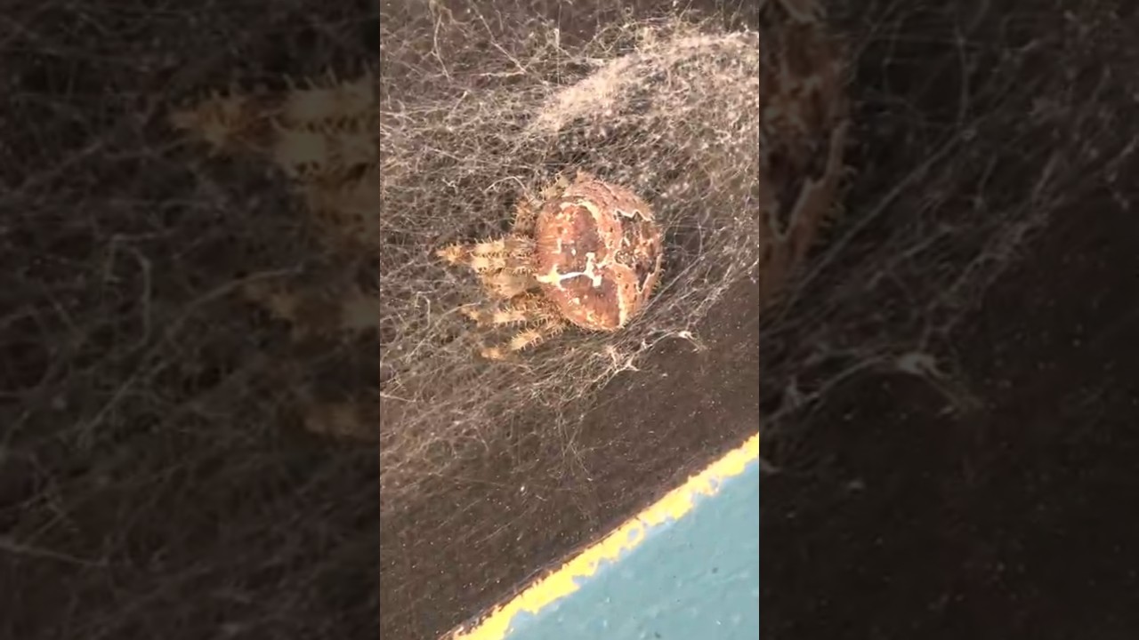 Познакомьтесь с пауком с кошачьим лицом в Колорадо!