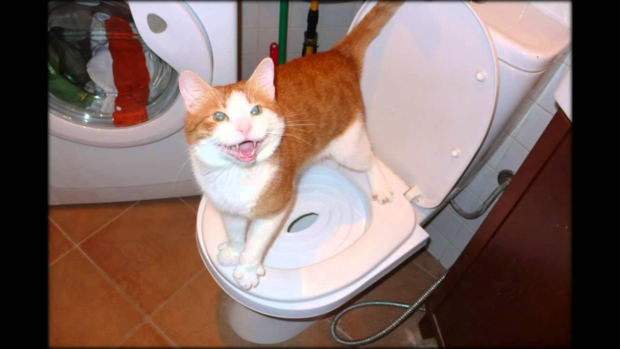 Кот на унитазе