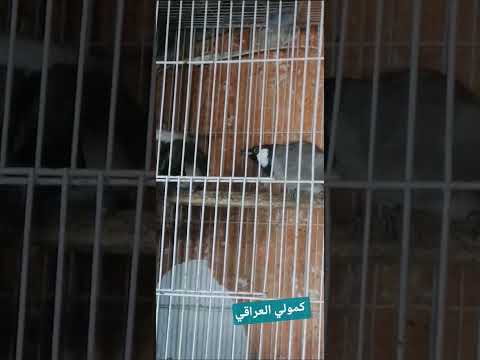 هكذا يقومان عندما تتم عملية التزاوج