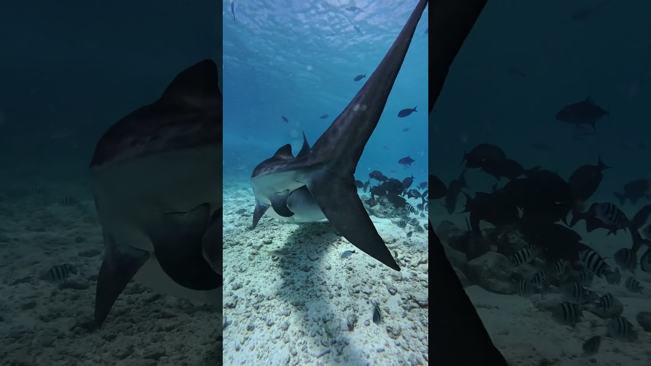 Беременная тигровая акула