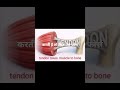 tendon vs ligament | 30 sec | easy explanation