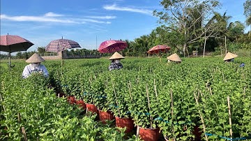 TỈA NỤ CHO HOA CÚC NỞ ĐÚNG TẾT 2023