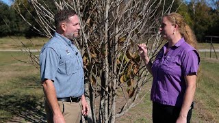 Get It Growing: Pawpaw tree is native Louisiana plant with mango-like fruits