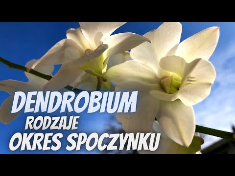 Wideo: Dendrobium Szlachetne