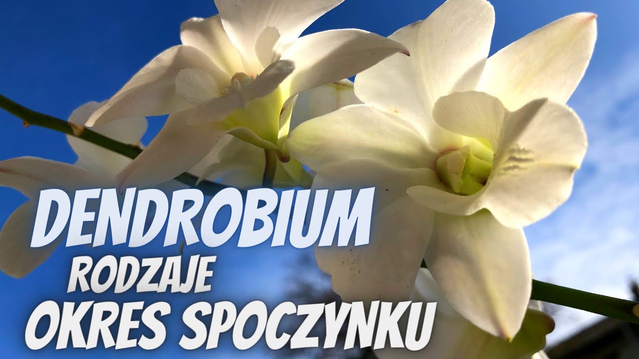 storczyk DENDROBIUM - rodzaje i okres spoczynku