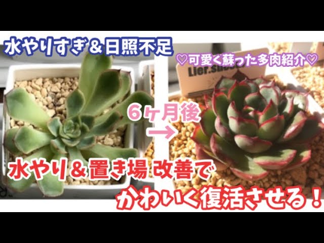 可愛く復活した多肉紹介 水やり 置き場改善 Youtube