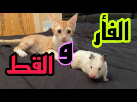 فيديو: قطط ديزني لاند: القطط الوحشية التي تعيش في بيت الفأر