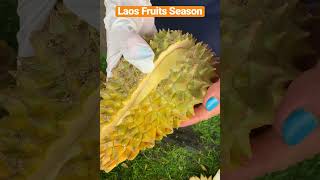 LAOS FRUITS SEASON - Morning Market Durians #durian #durianseason #laosfruits #kingoffruits