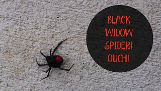 Black Widow Spider