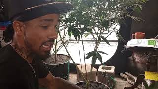 Growing with Dubz S2 EP.4 Day 1 of Flower/Garden Maintenance.