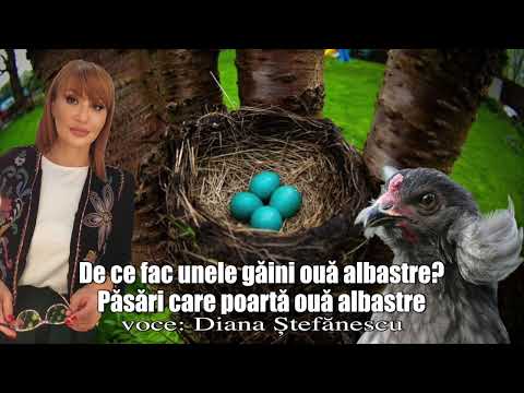 Video: De ce ouăle de găină sunt albastre?