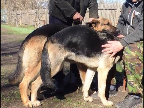 Вязка собак (случка) механический или ручной способ.