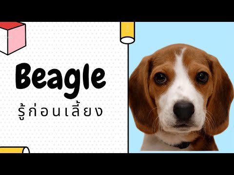 รู้ก่อนเลี้ยง สุนัขพันธุ์บีเกิ้ล Beagle