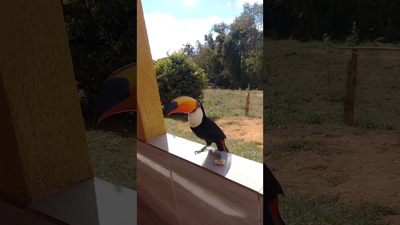 TUCANO part2 #nature #video #viral #roça #vidanaroça #agua #animals #animais #aves #natureza