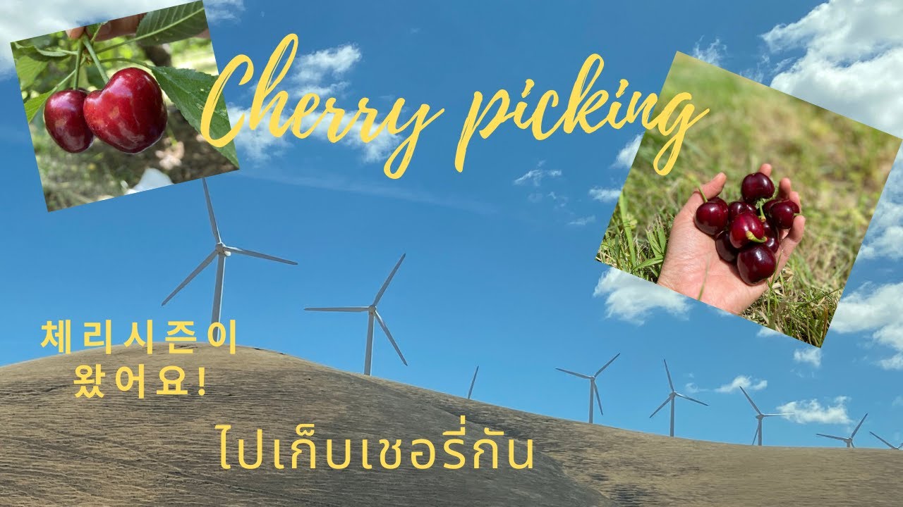 Annual Cherry Picking&Farm Season Brentwood 마침내 체리 시즌, 농장 방문, 브랜트우드