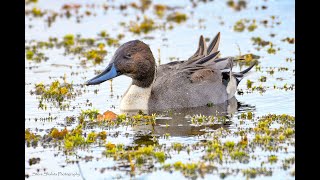 Pintails, Ring-necked Ducks and Gadwall