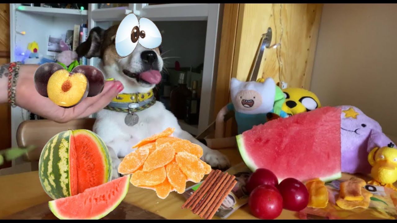 NOLA | Dog ASMR Reviews FOOD | Plum, Dried mango, Rabbit sticks, Watermelon