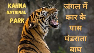 Kanha national park tiger sighting #tiger