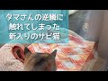 【縄張り争い】鉢合わせしてしまった水と油の猫たち
