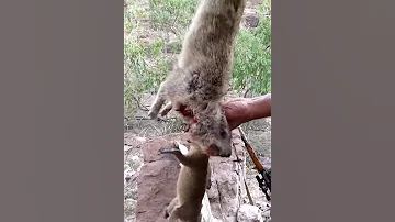 حبيل الريده 