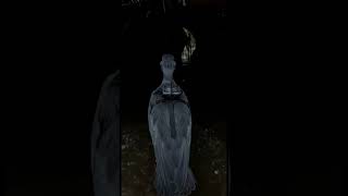 Forbidden Swamp Cave Discovered — Shoebill POV Horror Footage (Micro Camera Field Experiment)