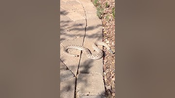 Headless Rattlesnake