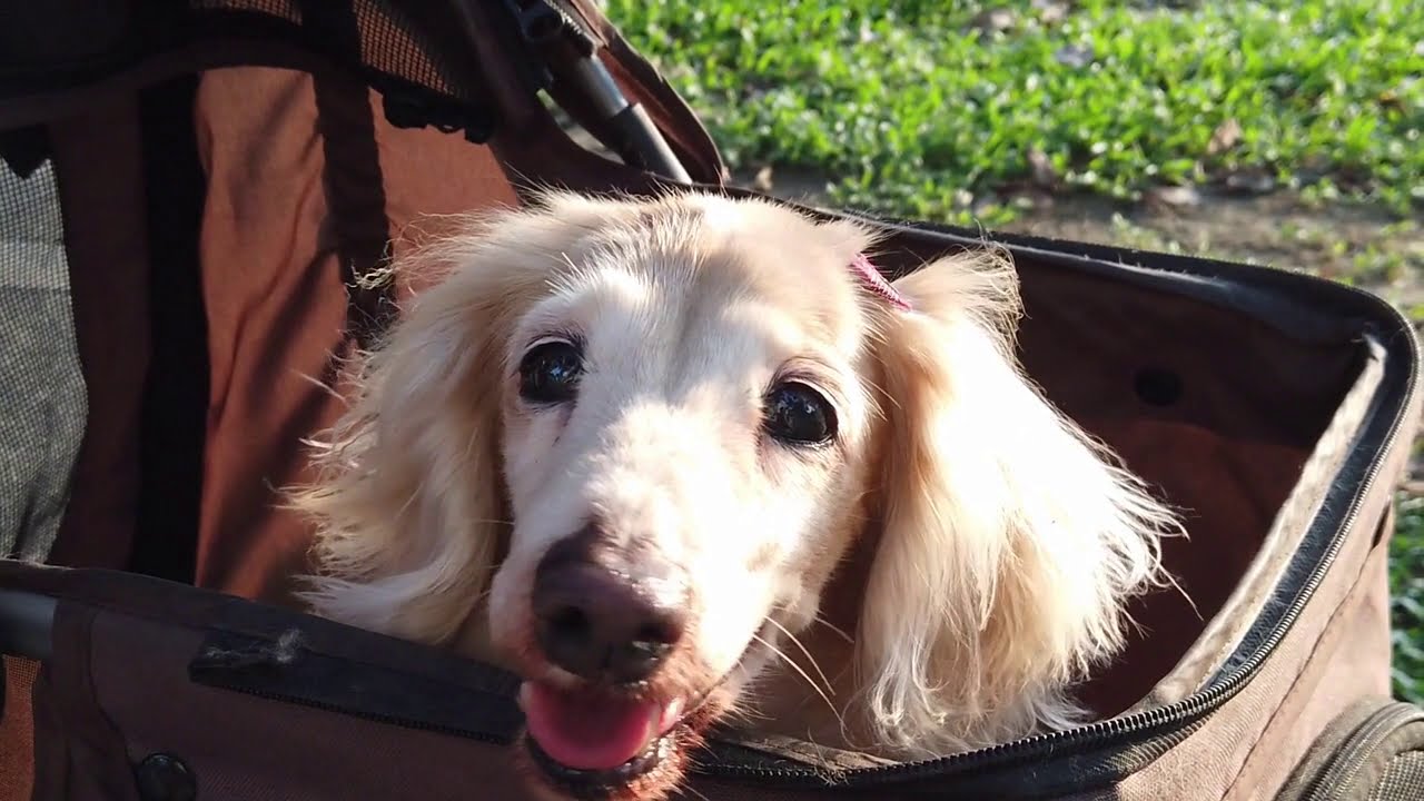 Top 10 Ways Your Dog Shows Affection! Do They Really Love You? Or Do