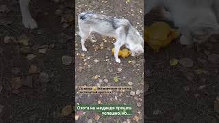 #сибирскийхаски #хаски #минихаски #западносибирскаялайка #собака #собачки #животные #природа #лес
