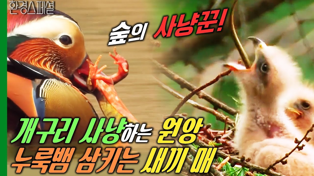 원앙이 개구리를 사냥한다? 새끼 왕새매는 누룩뱀을 삼킬 수 있을까? [환경스페셜-숲, 사냥꾼 어미로 산다는것] / KBS 20120222 방송