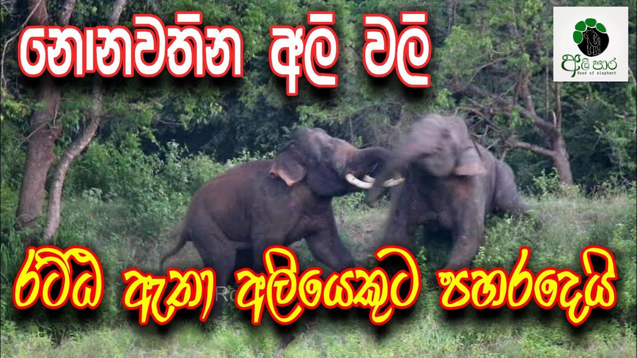 රට්ට ඇතා අලියෙකුට පහර දෙයි භිය වු වන අලියා නිවසක මිදුලට දිව එයි.