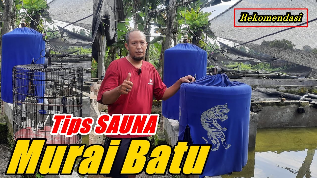Cara sauna murai batu yang benar