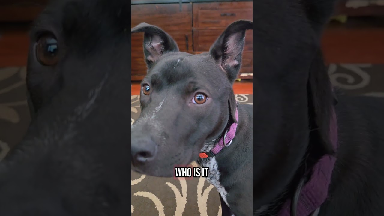 Two Pups, One Happy Dad Homecoming 🐶❤️ 