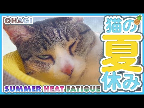 猫の夏休み2020