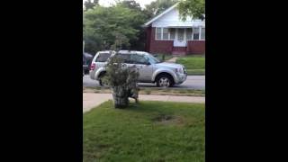 Fun with yard waste