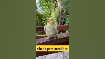 Calopsita não dá para acreditar !!! #calopsita #shorts