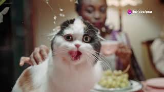 How the Domestic Shorthair Became the Grumpy Cat Meme