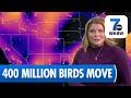 Massive Bird Migration Underway Across the Region