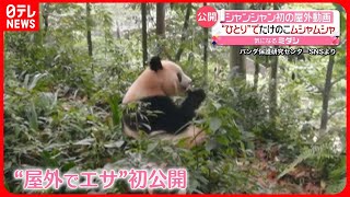 【帰国のシャンシャン】初の「お外ゴハン」動画　たけのこムシャムシャ