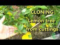 propagate Lemon tree from cuttings (the easy way)