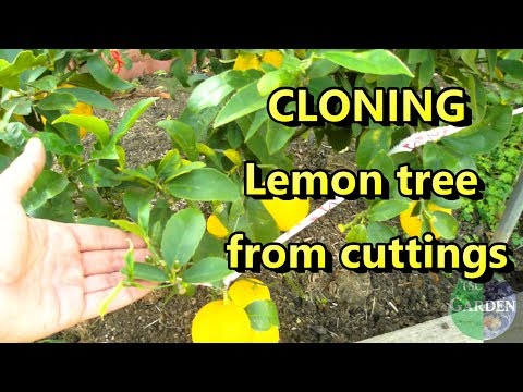 propagate Lemon tree from cuttings (the easy way)