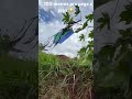 Pipeiro em açao nas alturas 😳💀#videos