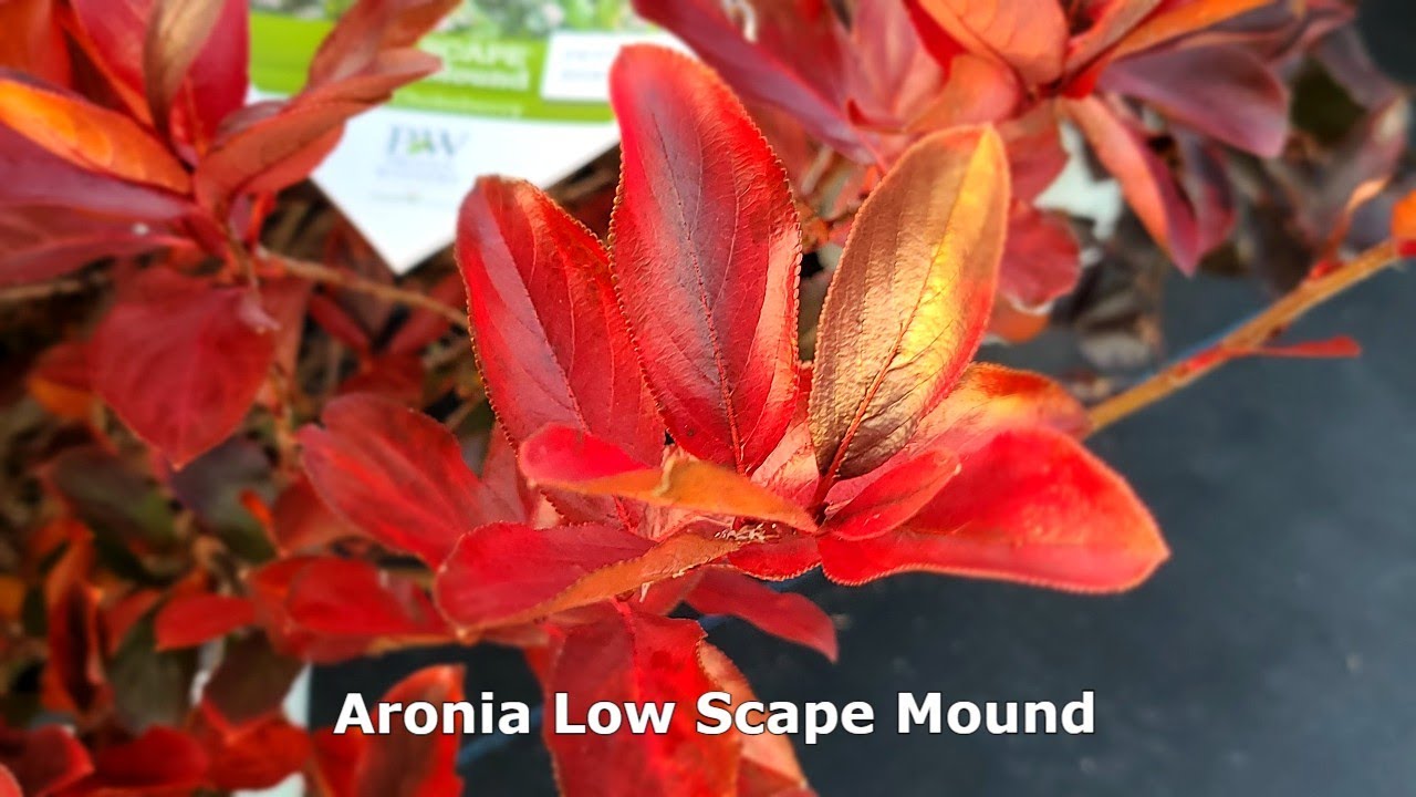 Aronia Low Scape Mound® // Superb, Tough👌& Easy To Grow, Lowgrowing